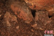 爻卦在线江西发现蜘蛛新物种 为研究呵叻蛛属适应区域提供依据