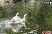 爻卦在线吉林：罕见白鸬鹚连续两年“故地重游”