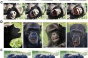 爻卦在线国际最新研究：机器人“打哈欠” 黑猩猩被传染